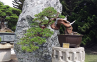 Những cây duyên tùng Đài Loan trồng trên giá thể Akadama tốt nhất Nhật Bản (tt)