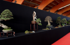 BONSAI SAN SHOW 2017 - TỔNG QUAN