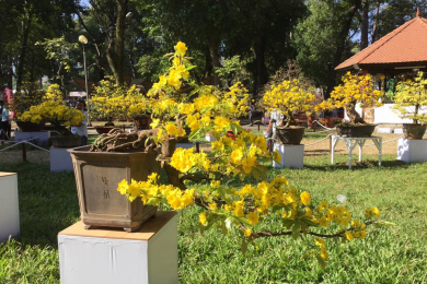 Những cây mai vàng đẹp tại hội hoa xuân tao đàn 2018 phần 1