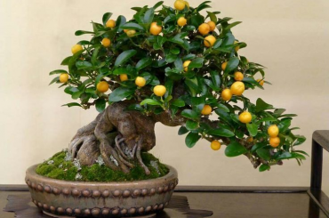 cây Kinzu bonsai