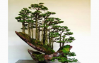 Rừng bonsai phần 5