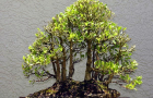 Rừng bonsai phần 1