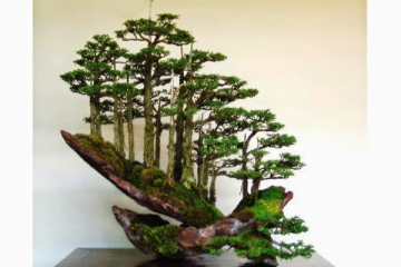 Rừng bonsai phần 5