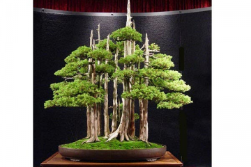 Rừng bonsai phần 2