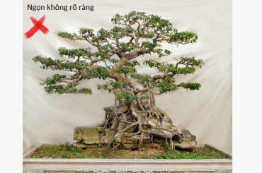 Cách xây dựng ngọn cho một cây bonsai