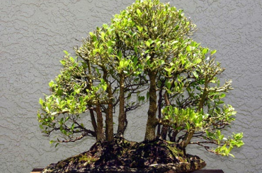 Rừng bonsai phần 1