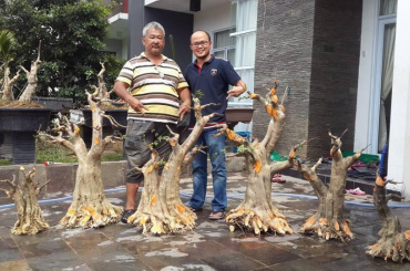 Cách cắt cây phôi Mai chiếu thủy của Malaysia
