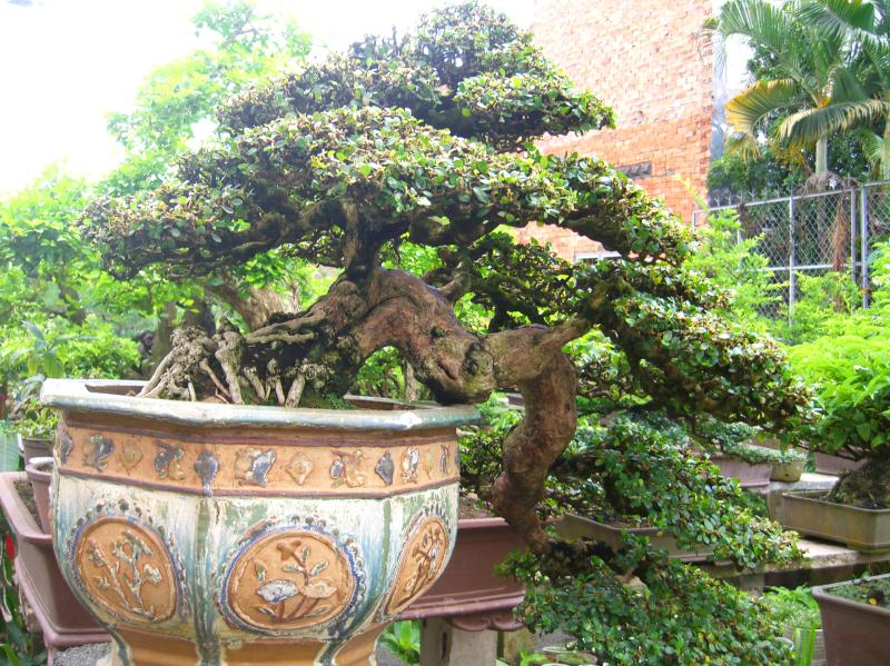 Káº¿t quáº£ hÃ¬nh áº£nh cho Dalbergia annamensis bonsai