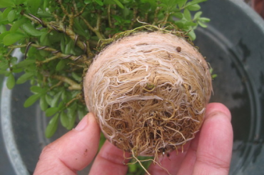cắt rễ và thay chậu cây bonsai mini