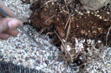 Kỹ thuật thay đất phân nửa (half bare roots)