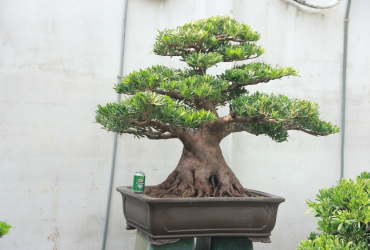 Tùng La Hán - Podocarpus macrophyllus