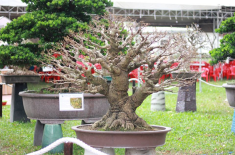 cây sếu Bonsai