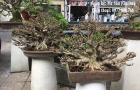 Cây si Bonsai