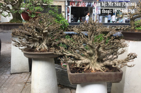 Cây si Bonsai