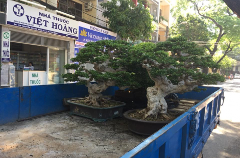 Bonsai Đài Loan