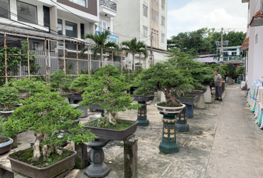 Thăm vườn Bonsai đẳng cấp của Đại Gia Tư Bình Sài Gòn