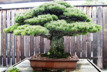 Cây thông trắng này đã 391 tuổi do gia đình nghệ nhân Masaru Yamaki trồng tại nhà