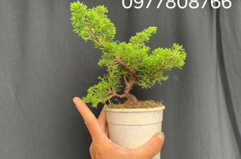 470x310_itoi-11 itoigawa