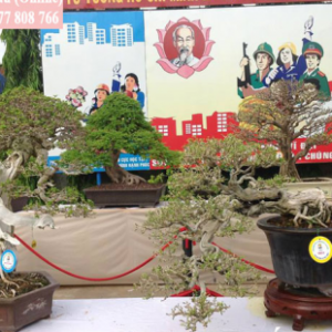 Thuốc lũa cây cảnh